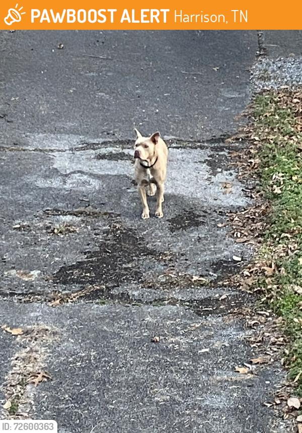 Found/Stray Unknown Dog last seen Highway 58 , Harrison, TN 37341