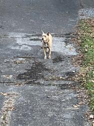 Found/Stray Unknown Dog last seen Highway 58 , Harrison, TN 37341