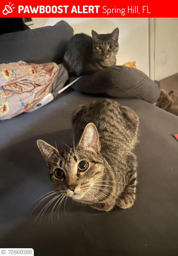 Lost Female Cat last seen Redgate st & anza ave , Spring Hill, FL 34609