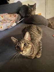 Lost Female Cat last seen Redgate st & anza ave , Spring Hill, FL 34609