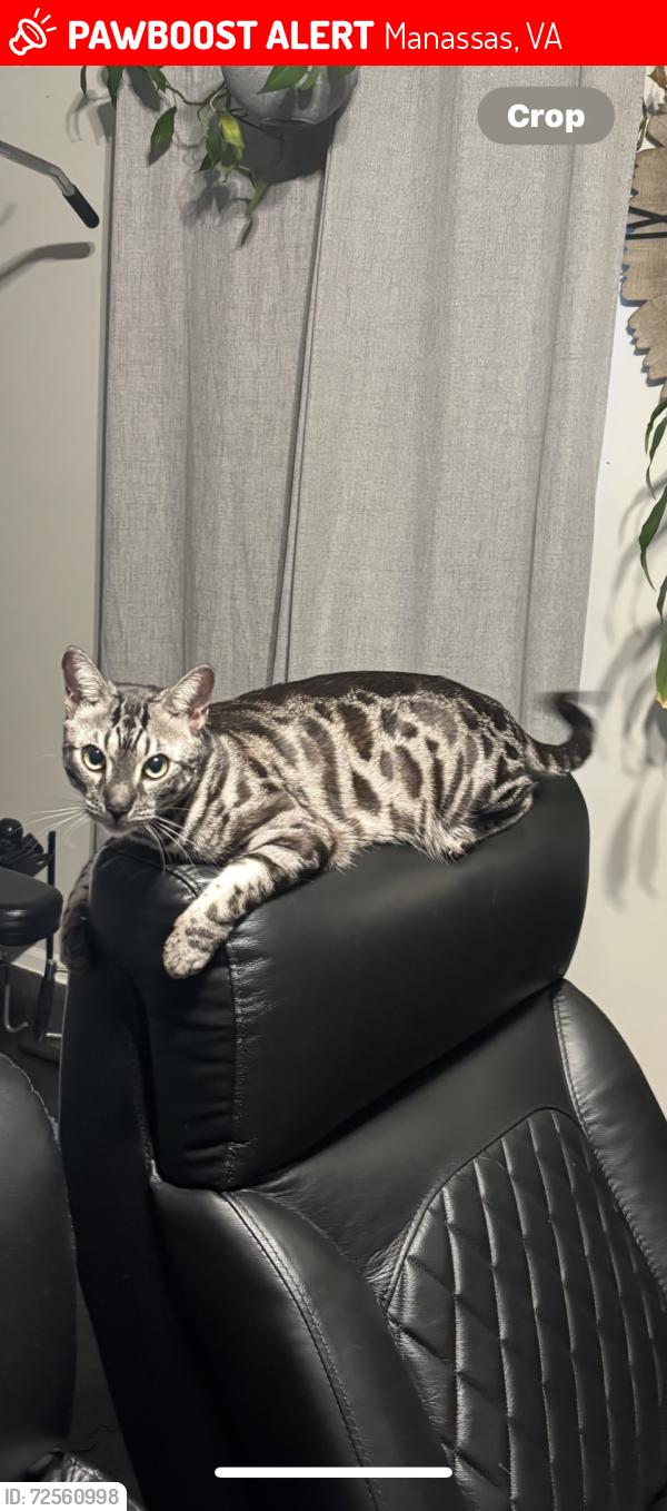 Lost Male Cat last seen Yates ford rd and Davis ford rd, Manassas, VA 20111