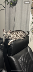Lost Male Cat last seen Yates ford rd and Davis ford rd, Manassas, VA 20111