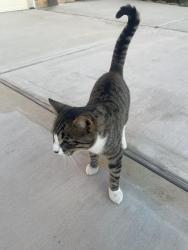 Found/Stray Male Cat last seen Near Andado ln Richmond tx 77469, Booth, TX 77469