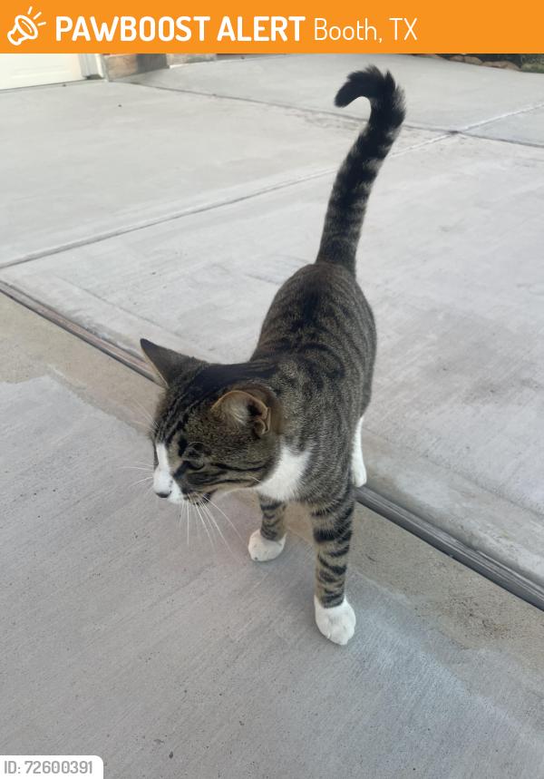 Found/Stray Male Cat last seen Near Andado ln Richmond tx 77469, Booth, TX 77469
