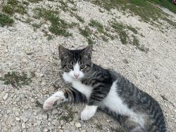 Lost Male Cat last seen By Subway (the restaraunt), Saint Charles, MN 55972