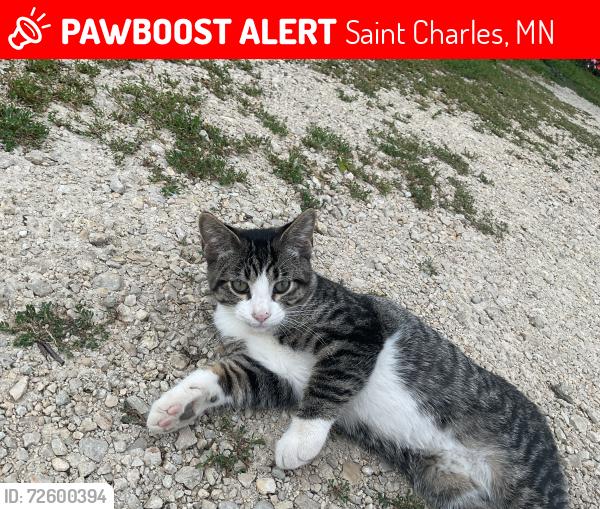 Lost Male Cat last seen By Subway (the restaraunt), Saint Charles, MN 55972