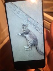 Lost Female Cat last seen Swift Rd/Hope St , Sarasota FL 34231, Ridge Wood Heights, FL 34231