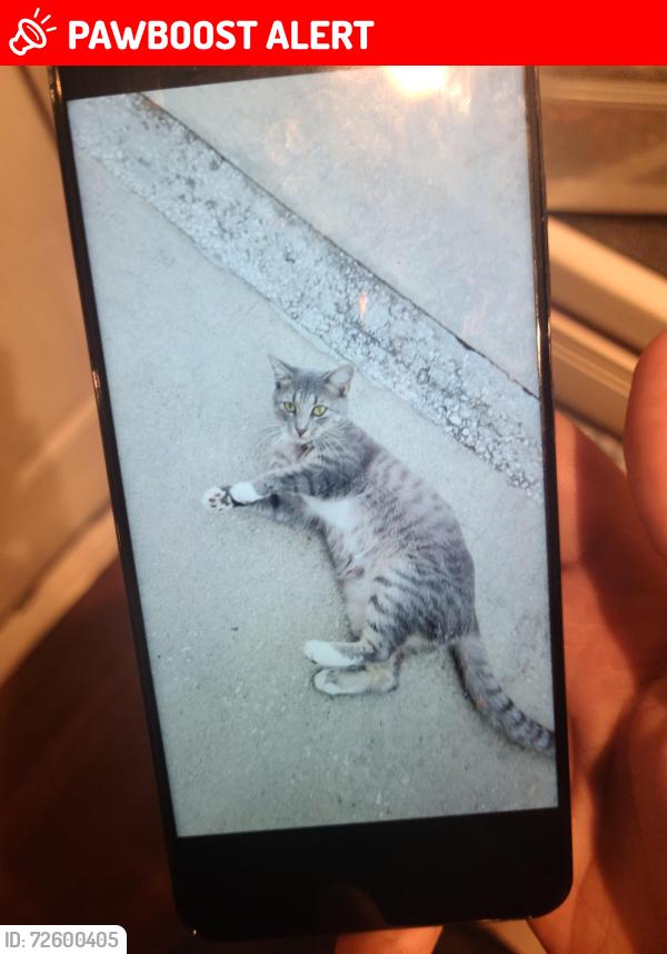 Lost Female Cat last seen Swift Rd/Hope St , Sarasota FL 34231, Ridge Wood Heights, FL 34231