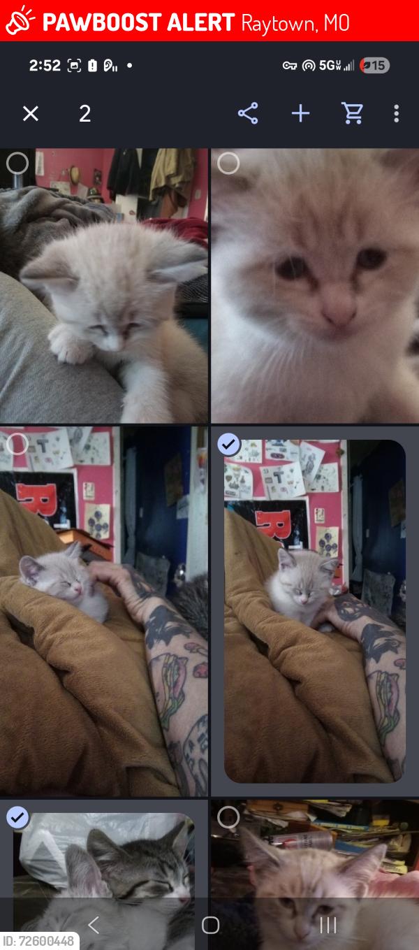 Lost Female Cat last seen Near 87th and greenwood next to James A, Raytown, MO 64138