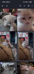 Lost Female Cat last seen Near 87th and greenwood next to James A, Raytown, MO 64138