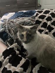 Lost Female Cat last seen Park across the street from last location , Leland, NC 28451