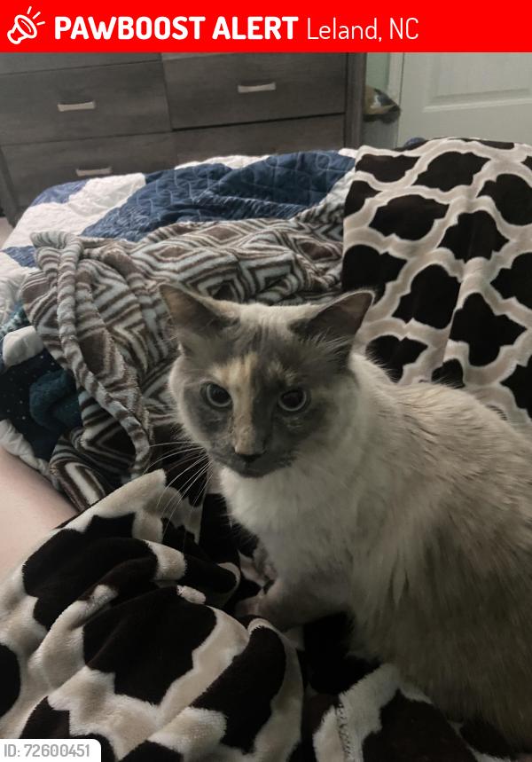 Lost Female Cat last seen Park across the street from last location , Leland, NC 28451