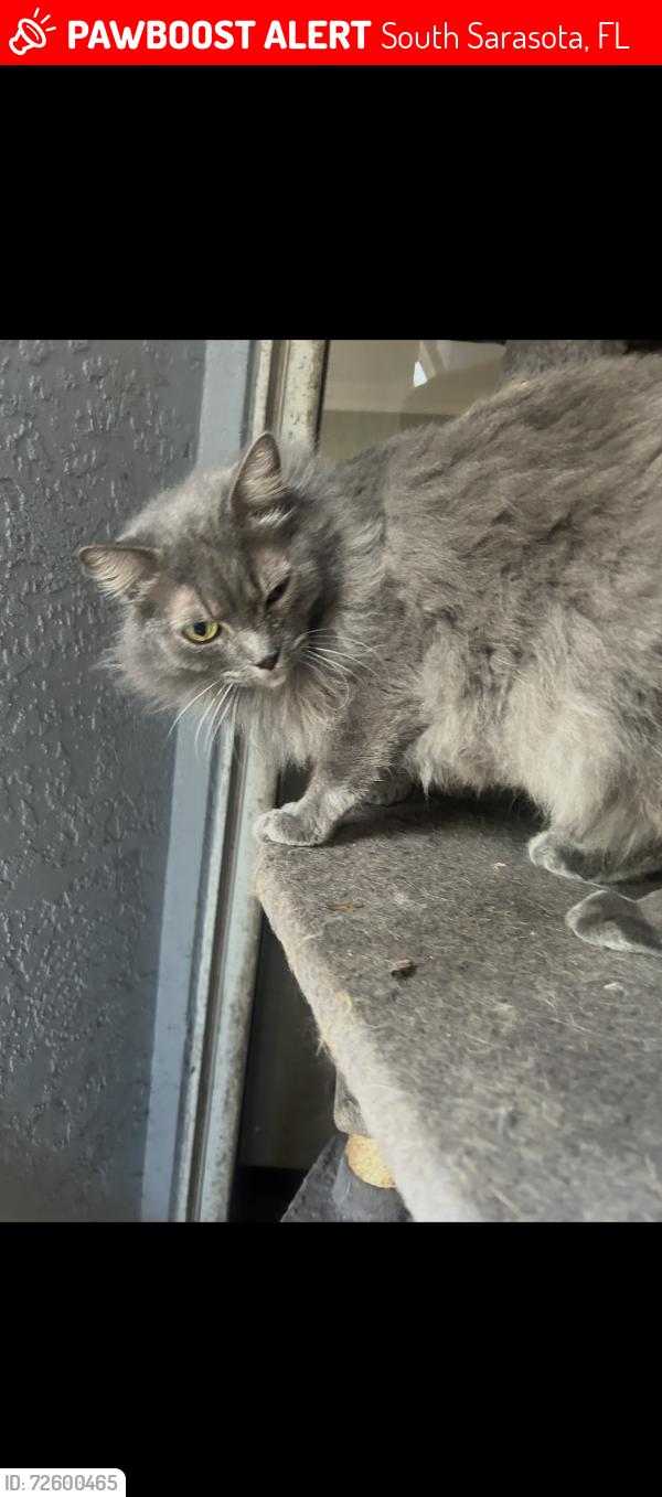 Lost Female Cat last seen Church behind Ace Hardware, South Sarasota, FL 34231