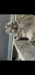 Lost Female Cat last seen Church behind Ace Hardware, South Sarasota, FL 34231