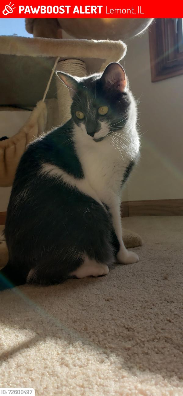 Lost Female Cat last seen Near Rolling Meadow Drive, Lemont, IL 60439