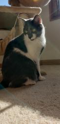 Lost Female Cat last seen Near Rolling Meadow Drive, Lemont, IL 60439