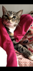 Lost Female Cat last seen Around the intersection of Aspen and Albany in Broken Arrow OK, Broken Arrow, OK 74012