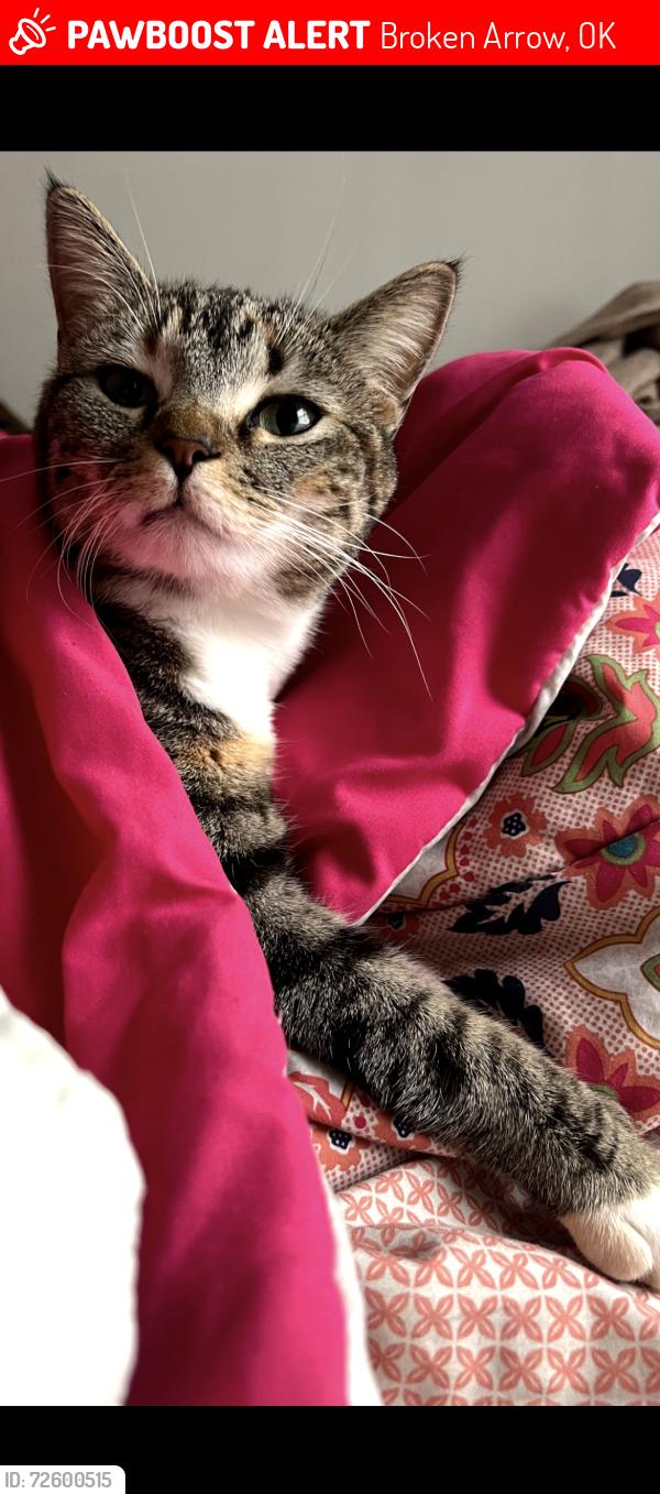 Lost Female Cat last seen Around the intersection of Aspen and Albany in Broken Arrow OK, Broken Arrow, OK 74012