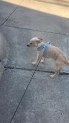 Found/Stray Male Dog last seen Near santiago Plaza Dallas 75201, Dallas, TX 75201