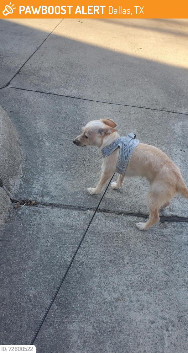 Found/Stray Male Dog last seen Near santiago Plaza Dallas 75201, Dallas, TX 75201