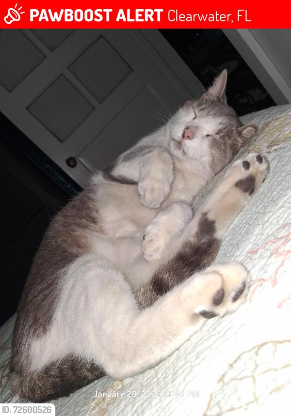 Found/Stray Male Cat last seen Eldridge and fort harrison, Clearwater, FL 33755