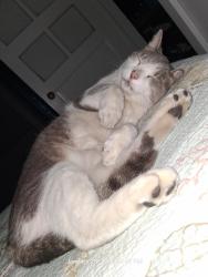 Found/Stray Male Cat last seen Eldridge and fort harrison, Clearwater, FL 33755