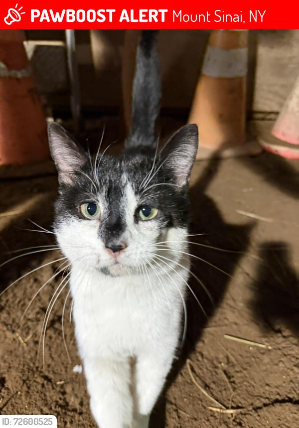 Lost Male Cat last seen Chelsea Drive in Mt. Sinai NY, Mount Sinai, NY 11766