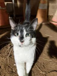 Lost Male Cat last seen Chelsea Drive in Mt. Sinai NY, Mount Sinai, NY 11766