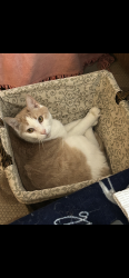 Lost Male Cat last seen 16th Avenue and Adams Avenue, Prospect Park, PA 19076