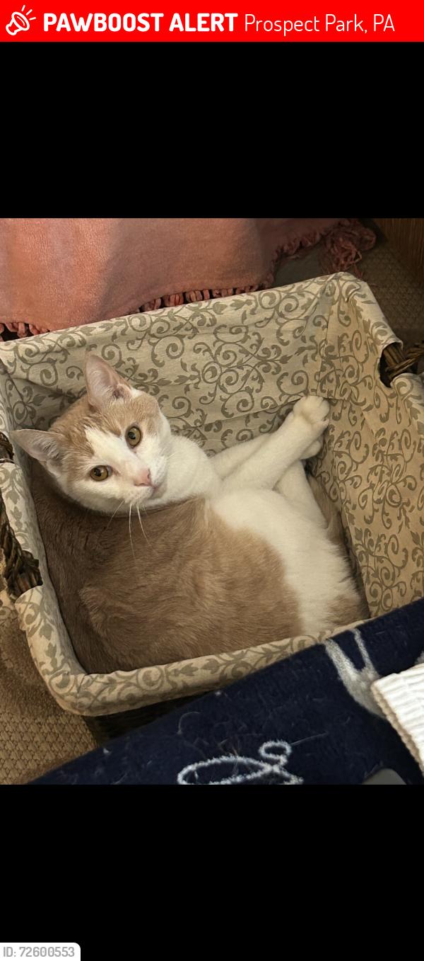 Lost Male Cat last seen 16th Avenue and Adams Avenue, Prospect Park, PA 19076