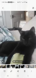Lost Male Cat last seen Arthur Street , Yonkers, NY 10701