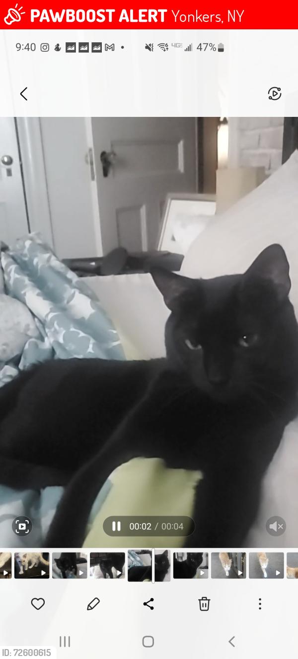 Lost Male Cat last seen Arthur Street , Yonkers, NY 10701