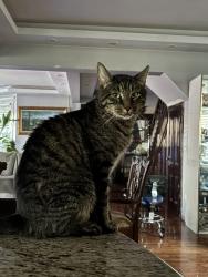 Lost Male Cat last seen Joralemon St Belleville NJ, Belleville, NJ 07109
