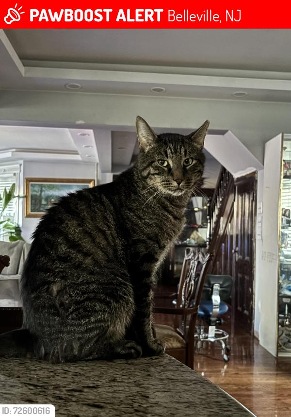 Lost Male Cat last seen Joralemon St Belleville NJ, Belleville, NJ 07109