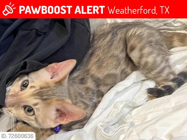 Lost Female Cat last seen Harmony road, Weatherford, TX 76087