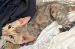 Lost Female Cat last seen Harmony road, Weatherford, TX 76087