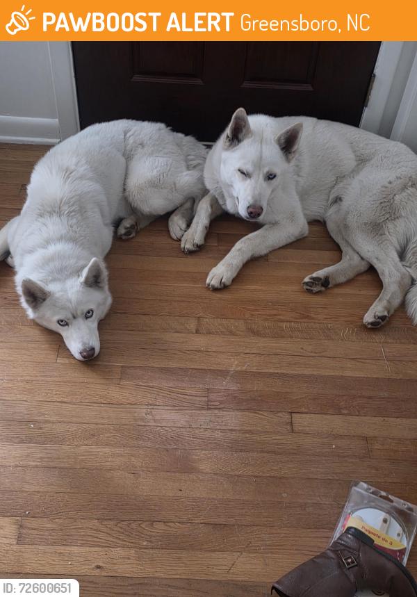 Found/Stray Male Dog last seen Holden rd and phoenix dr, Greensboro, NC 27407