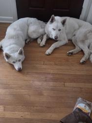 Found/Stray Male Dog last seen Holden rd and phoenix dr, Greensboro, NC 27407