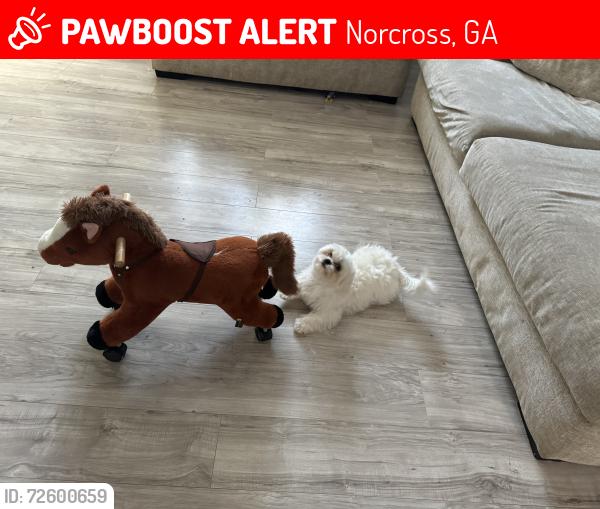 Lost Male Dog last seen Hoy Taylor dr norcross ga, Norcross, GA 30093