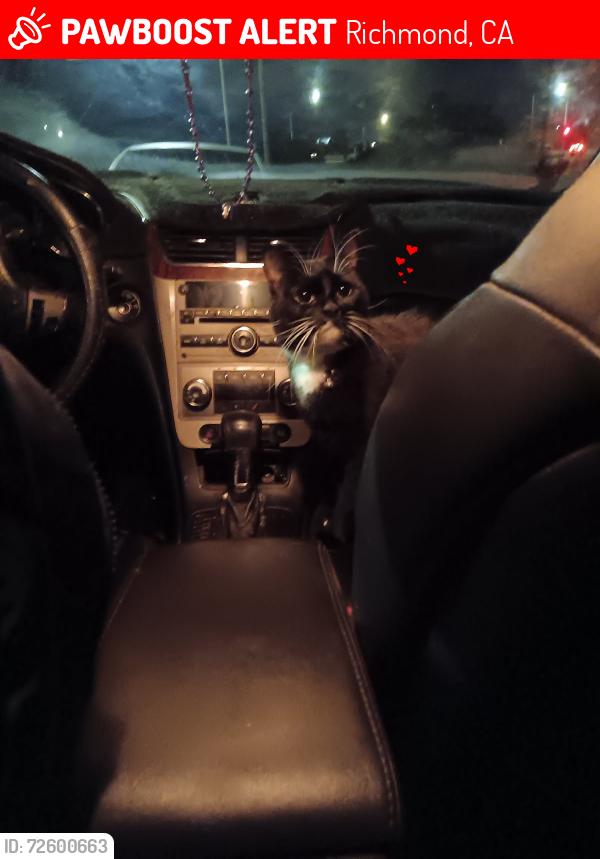 Lost Female Cat last seen Cutting, Richmond, CA 94804