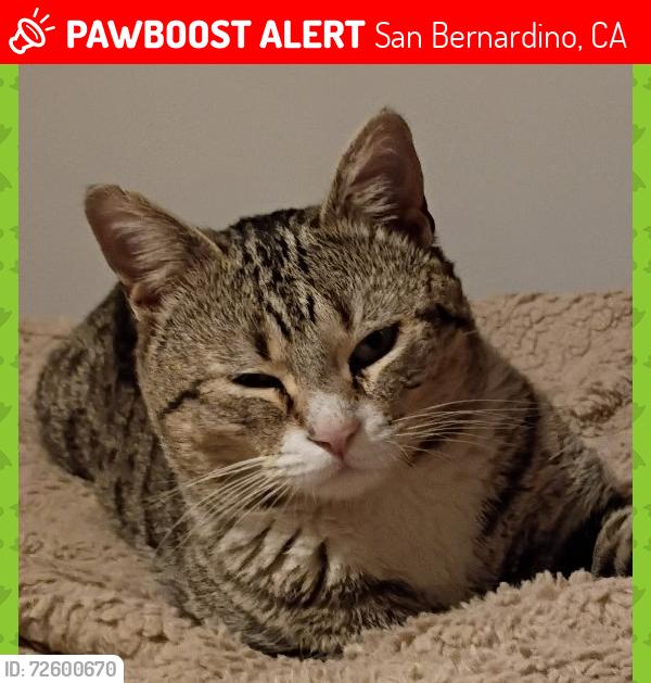 Lost Male Cat last seen I st, San Bernardino, CA 92407