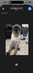 Lost Male Cat last seen Nw 185th Dr and nw tenth ct , Miami, FL 33169