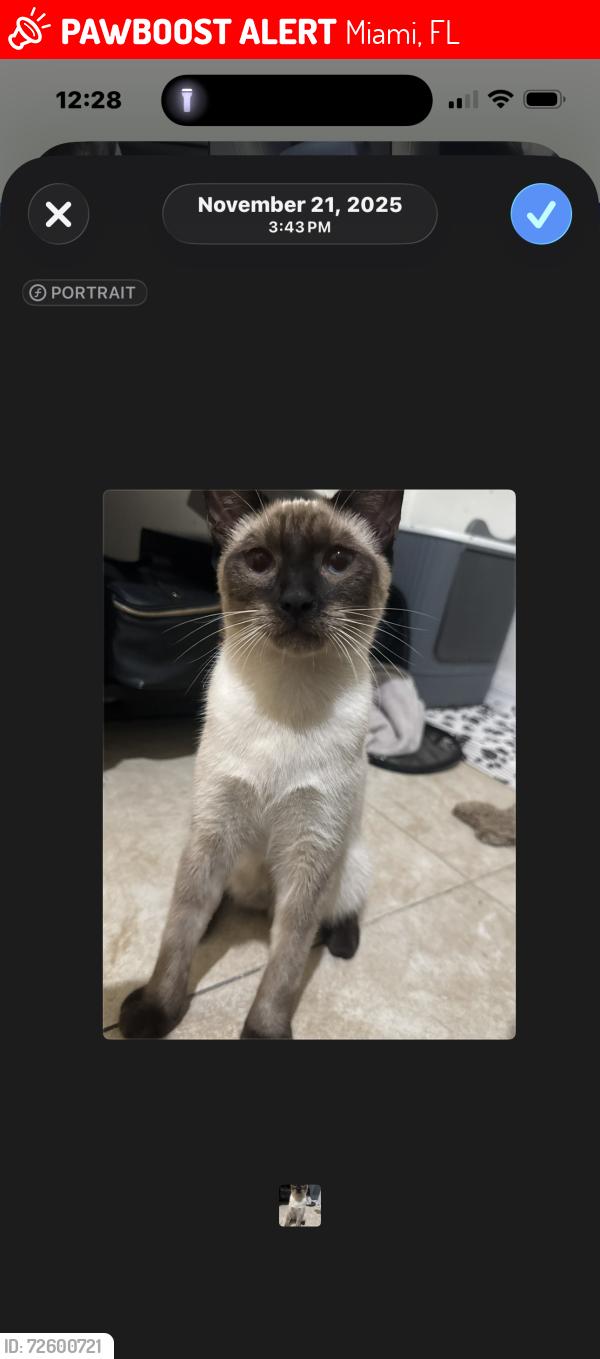 Lost Male Cat last seen Nw 185th Dr and nw tenth ct , Miami, FL 33169
