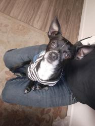 Lost Male Dog last seen Near Orange Grove Ave, North Highlands, CA 95660