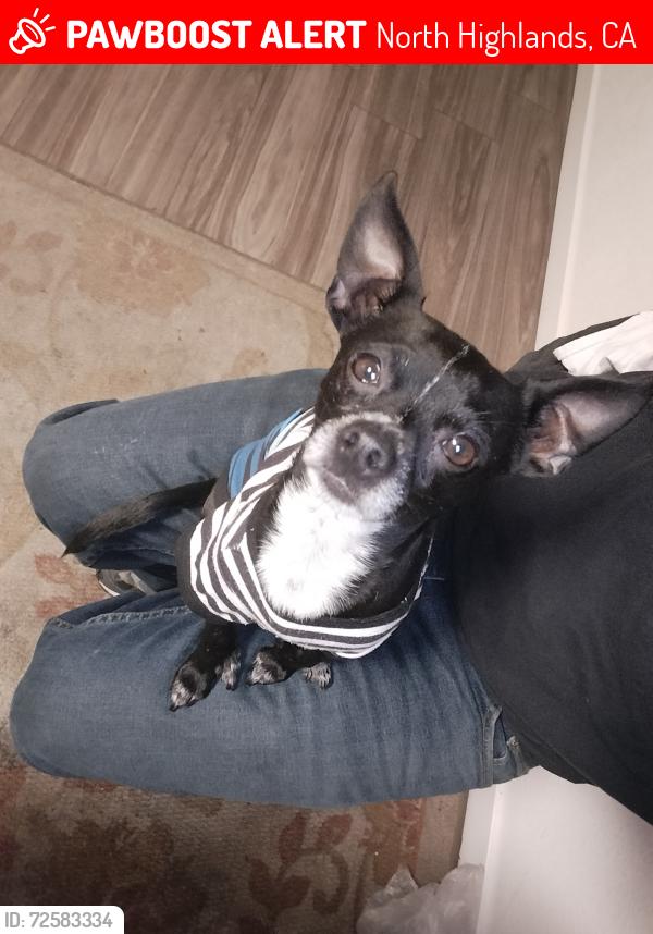Lost Male Dog last seen Near Orange Grove Ave, North Highlands, CA 95660
