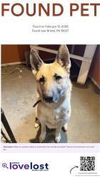 Found/Stray Male Dog last seen Bristol boro, Bristol, PA 19007