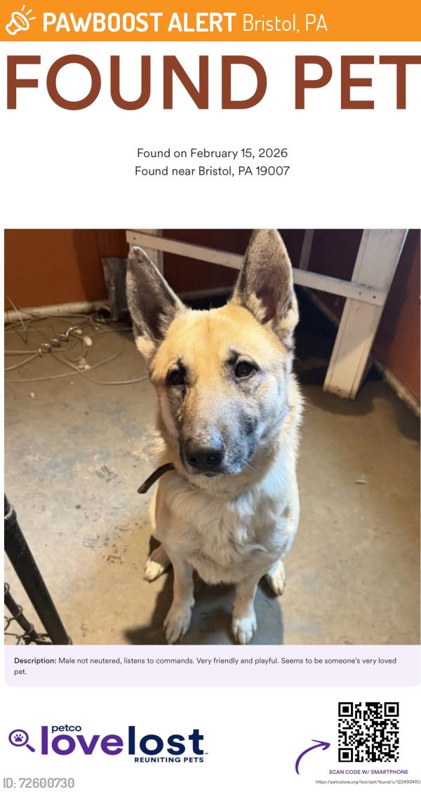 Found/Stray Male Dog last seen Bristol boro, Bristol, PA 19007