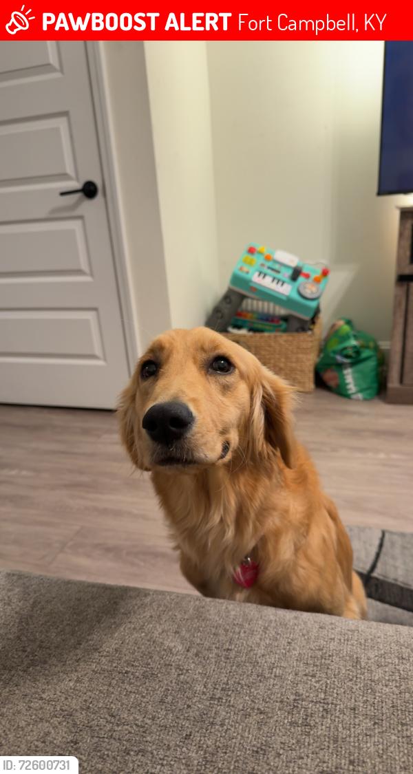Lost Female Dog last seen Cain Drive & Morgan Rd, Fort Campbell, KY 42223