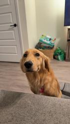 Lost Female Dog last seen Cain Drive & Morgan Rd, Fort Campbell, KY 42223