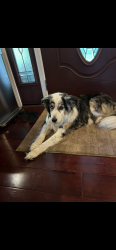 Lost Female Dog last seen Lake Spivey Golf Course, Jonesboro, GA 30236